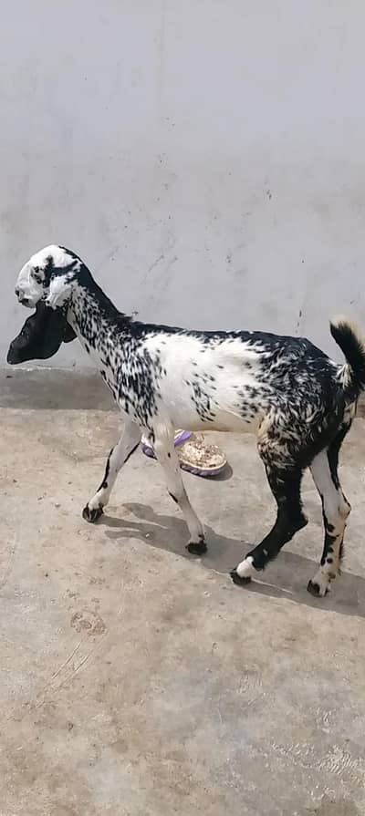black makhi cheene and dumba for sell