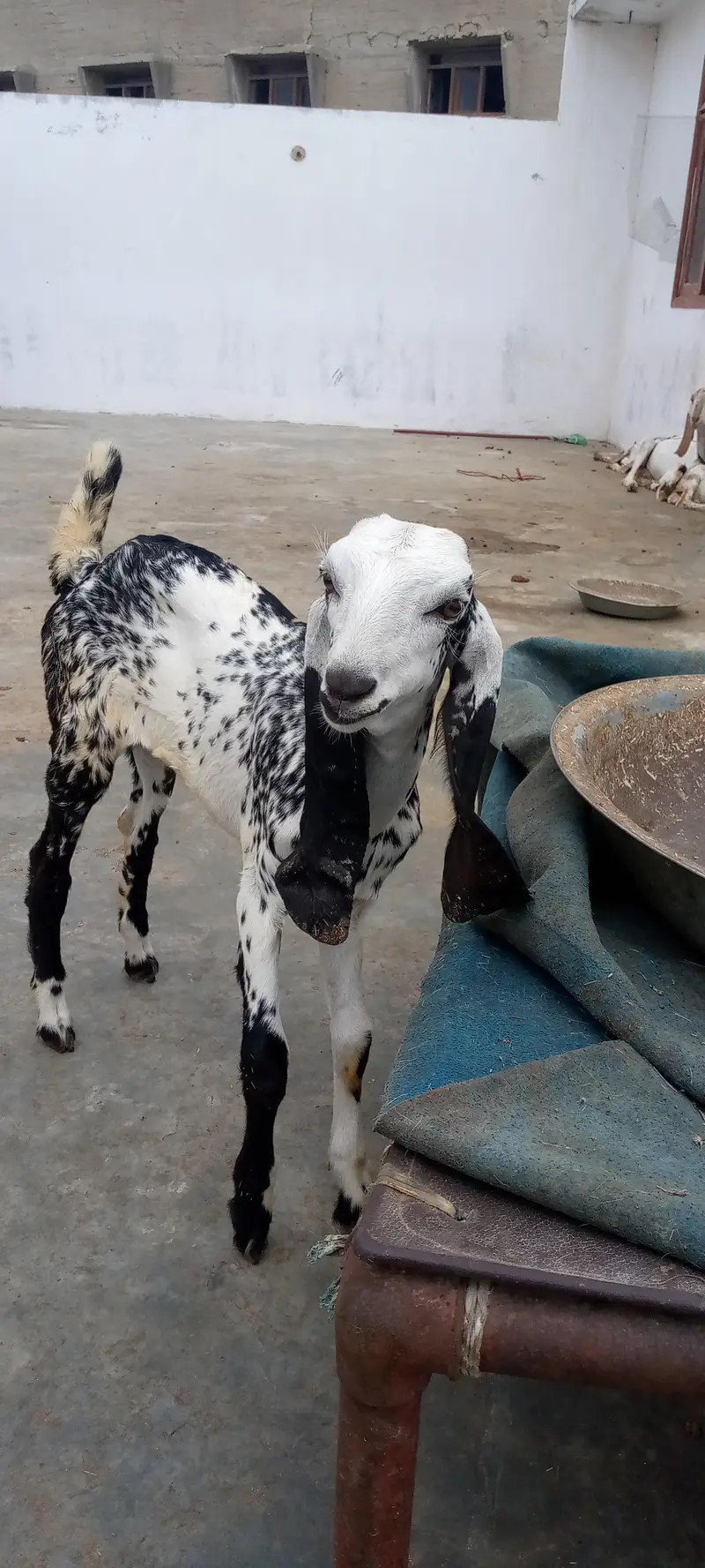 black makhi cheene and dumba for sell — photo 2