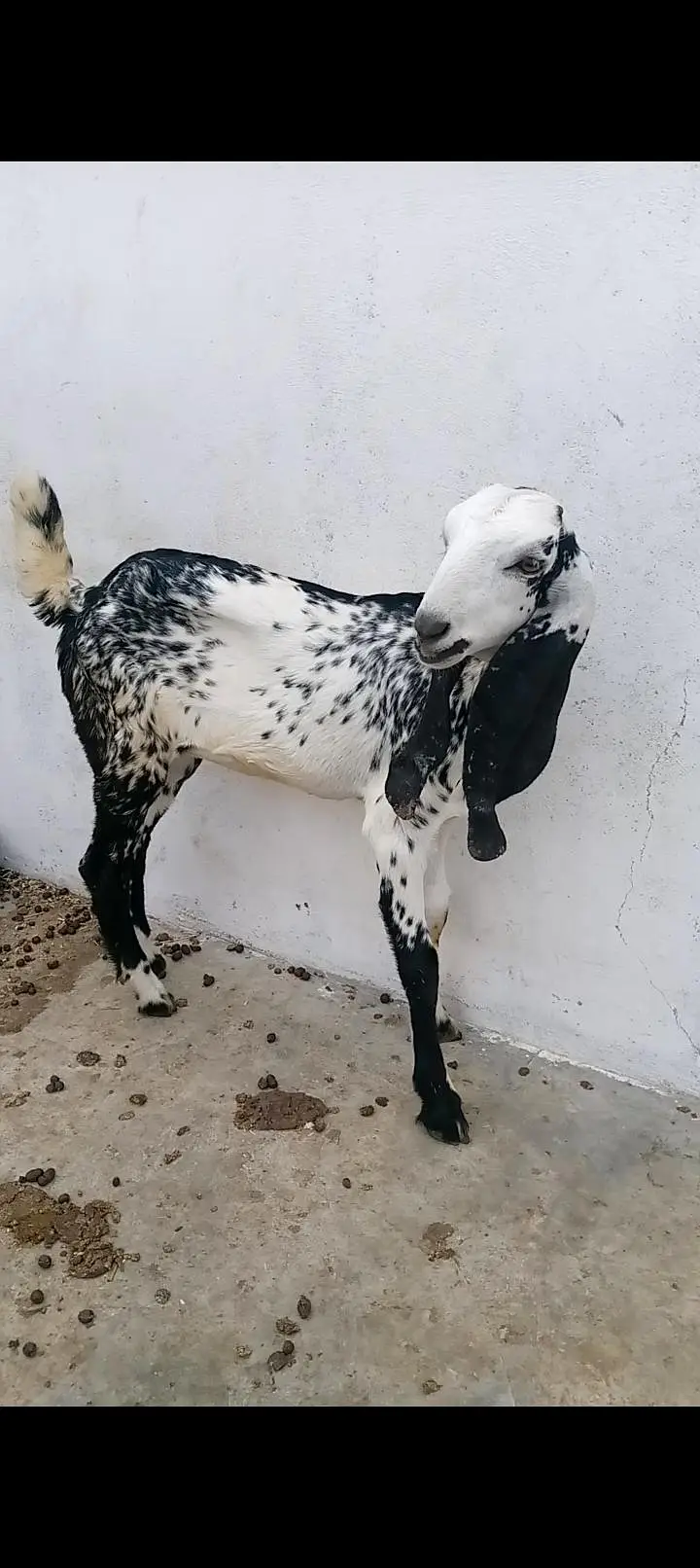 black makhi cheene and dumba for sell — photo 4
