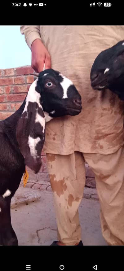 pure black dabba beetal Bakra aur bakri amritsari|goat