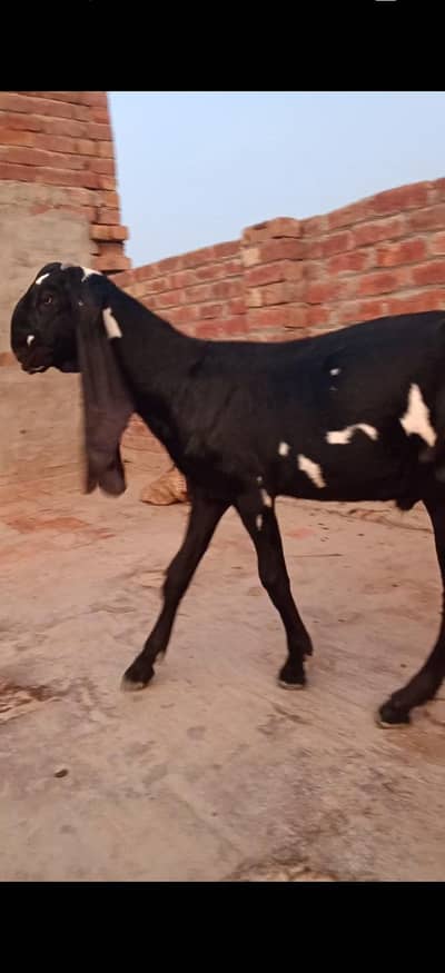 pure black dabba beetal Bakra aur path amritsari|goat