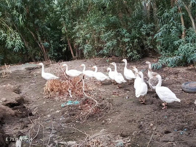 Ducks for sale location kot addu 03417895125