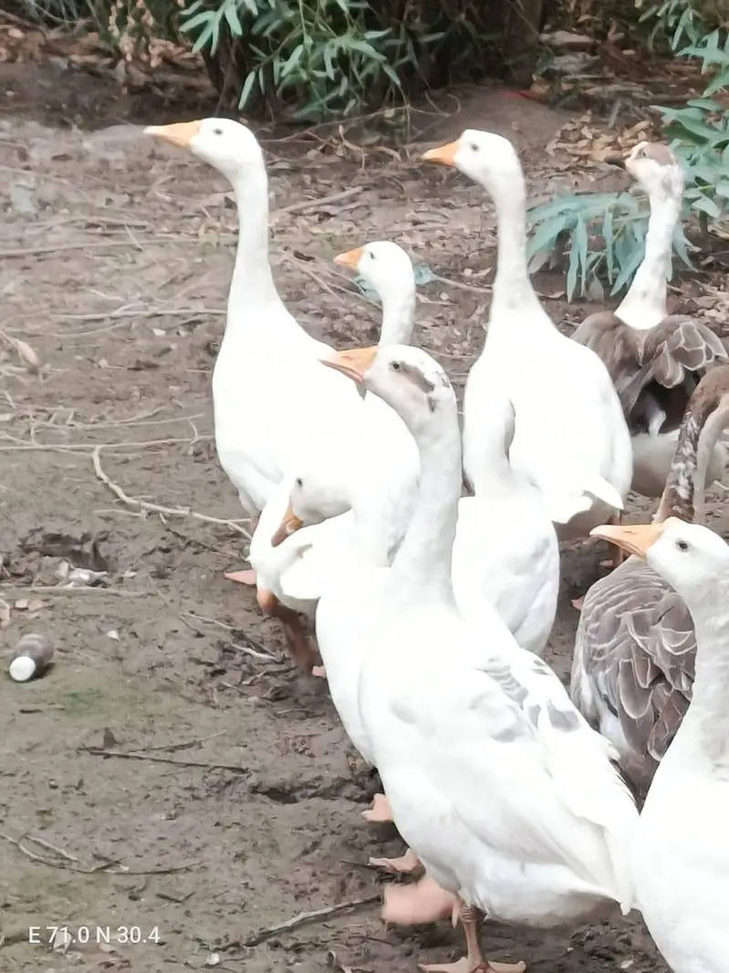 Ducks for sale location kot addu 03417895125 — photo 2