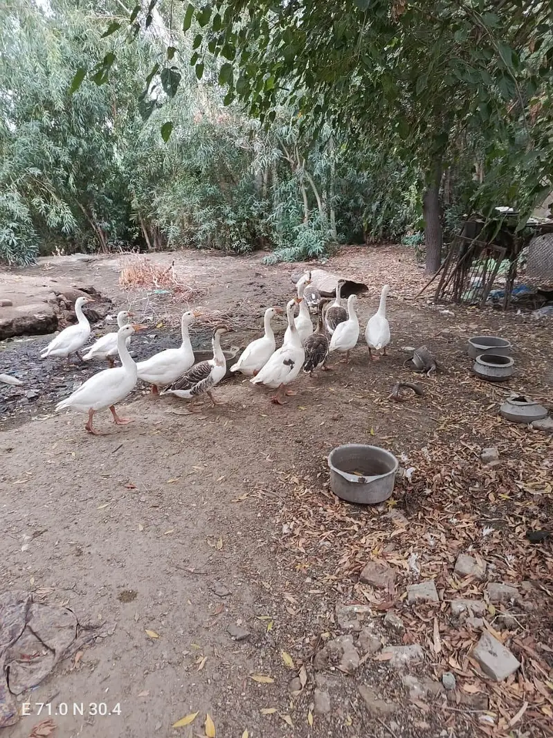 Ducks for sale location kot addu 03417895125 — photo 3