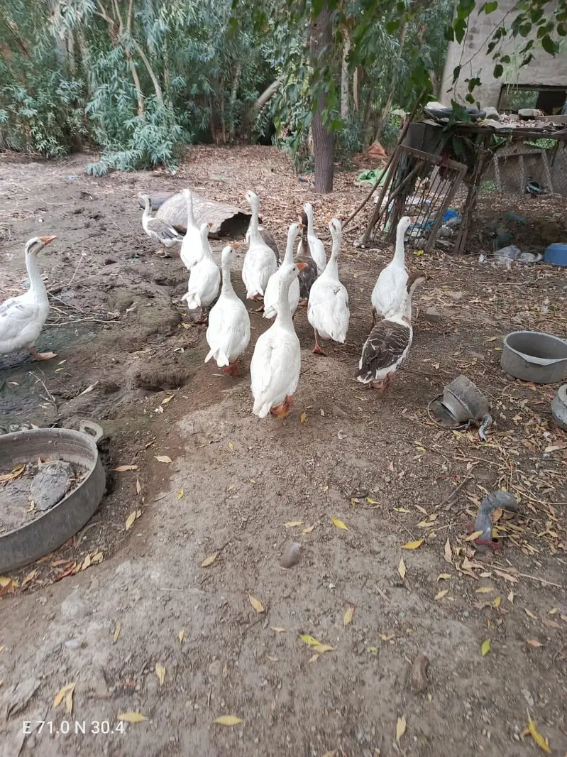 Ducks for sale location kot addu 03417895125 — photo 4
