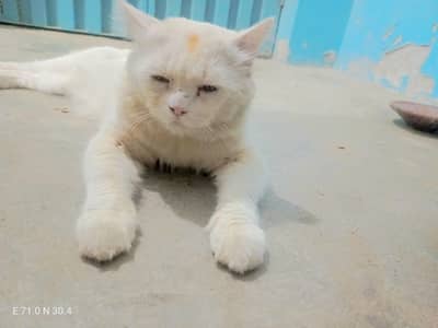 Persian Male Cat For sale location kot addu 03417895125