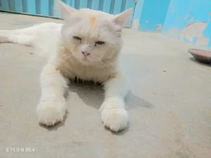 Persian Male Cat For sale location kot addu 03417895125