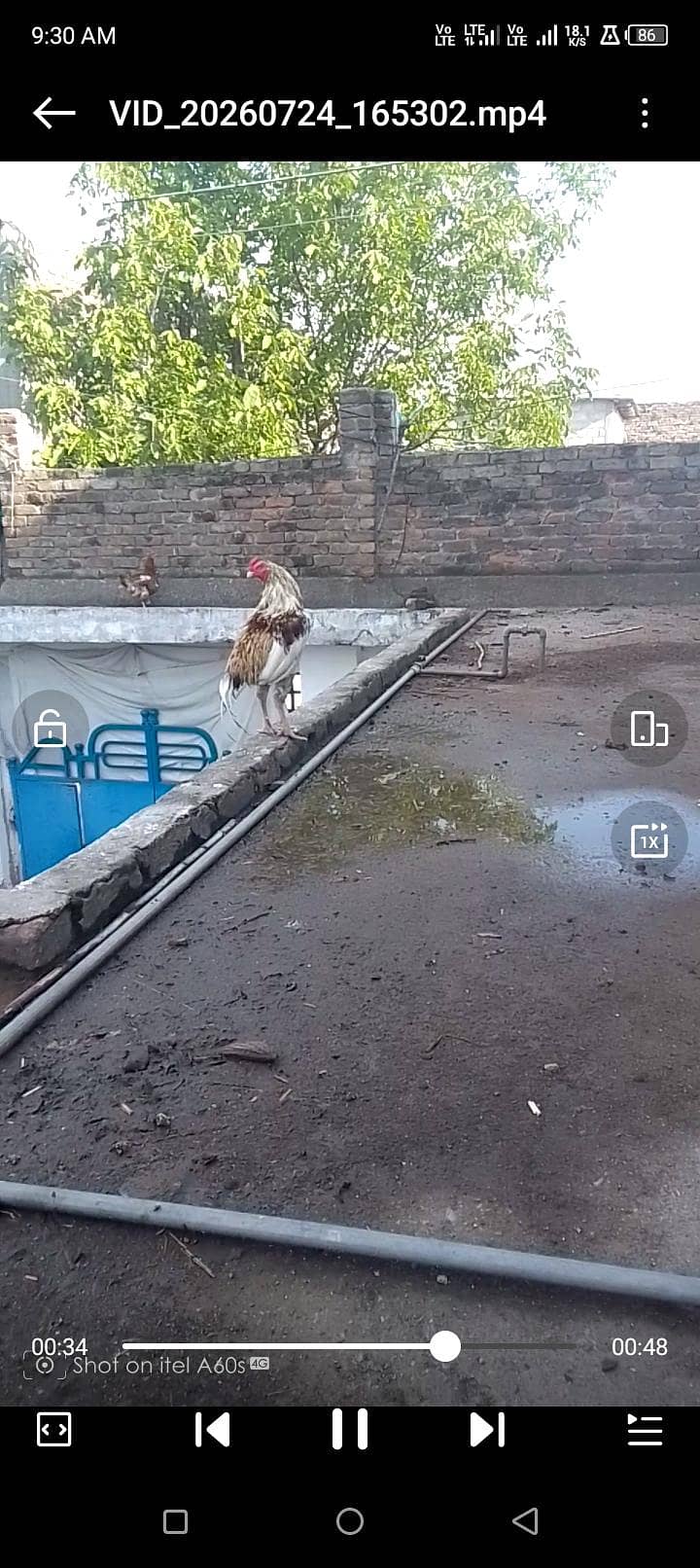 henss 0