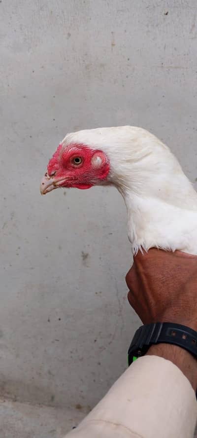 Heera Aseel for sell