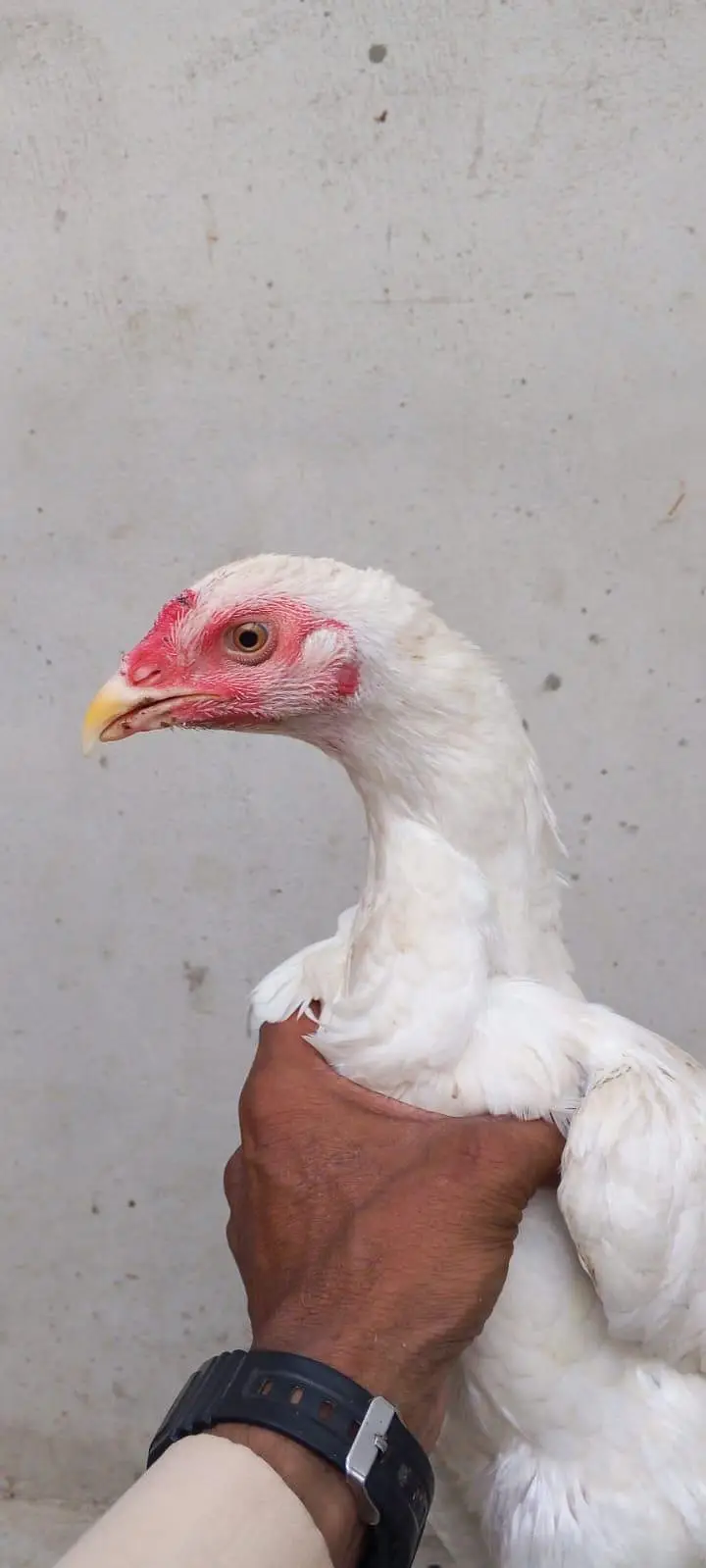 Heera Aseel for sell — photo 6