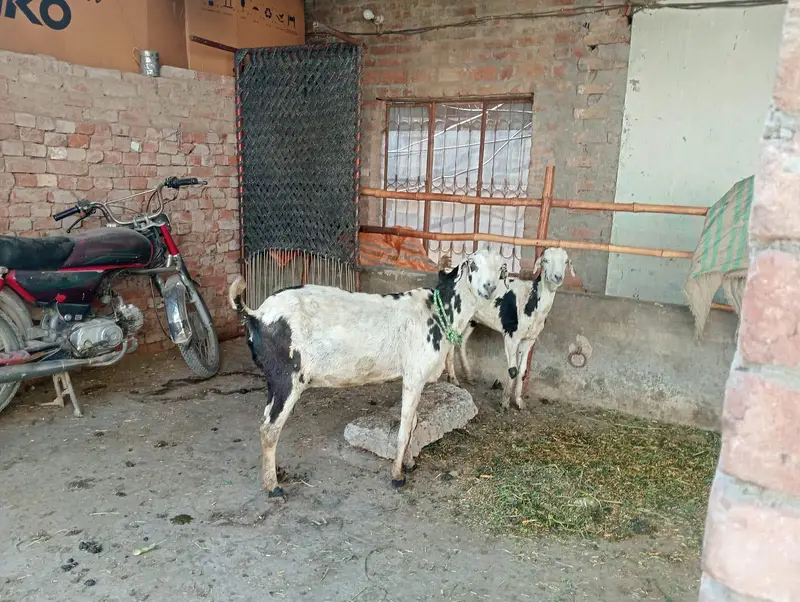 tadi females — photo 3