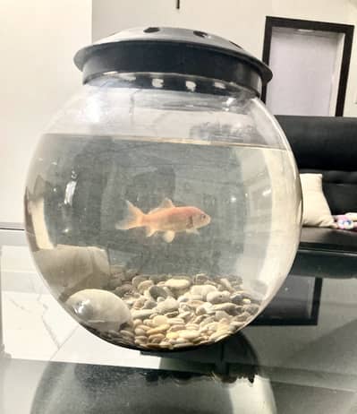 Aquarium and fish