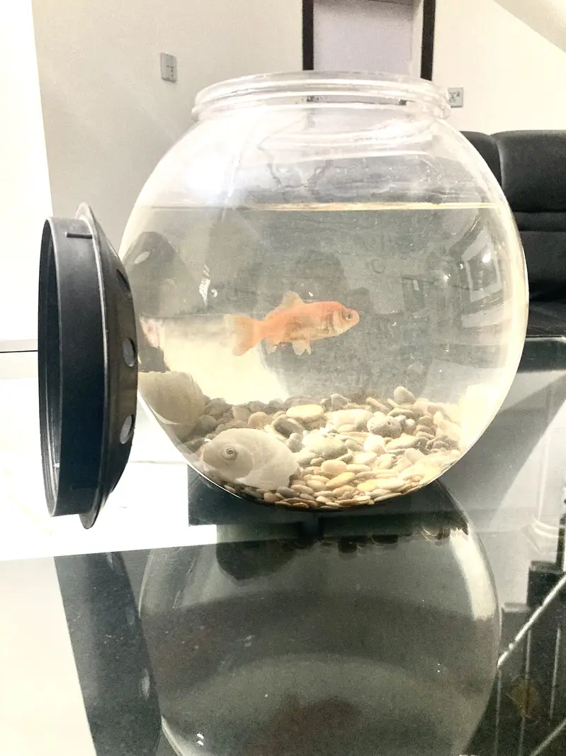 Aquarium and fish — photo 2