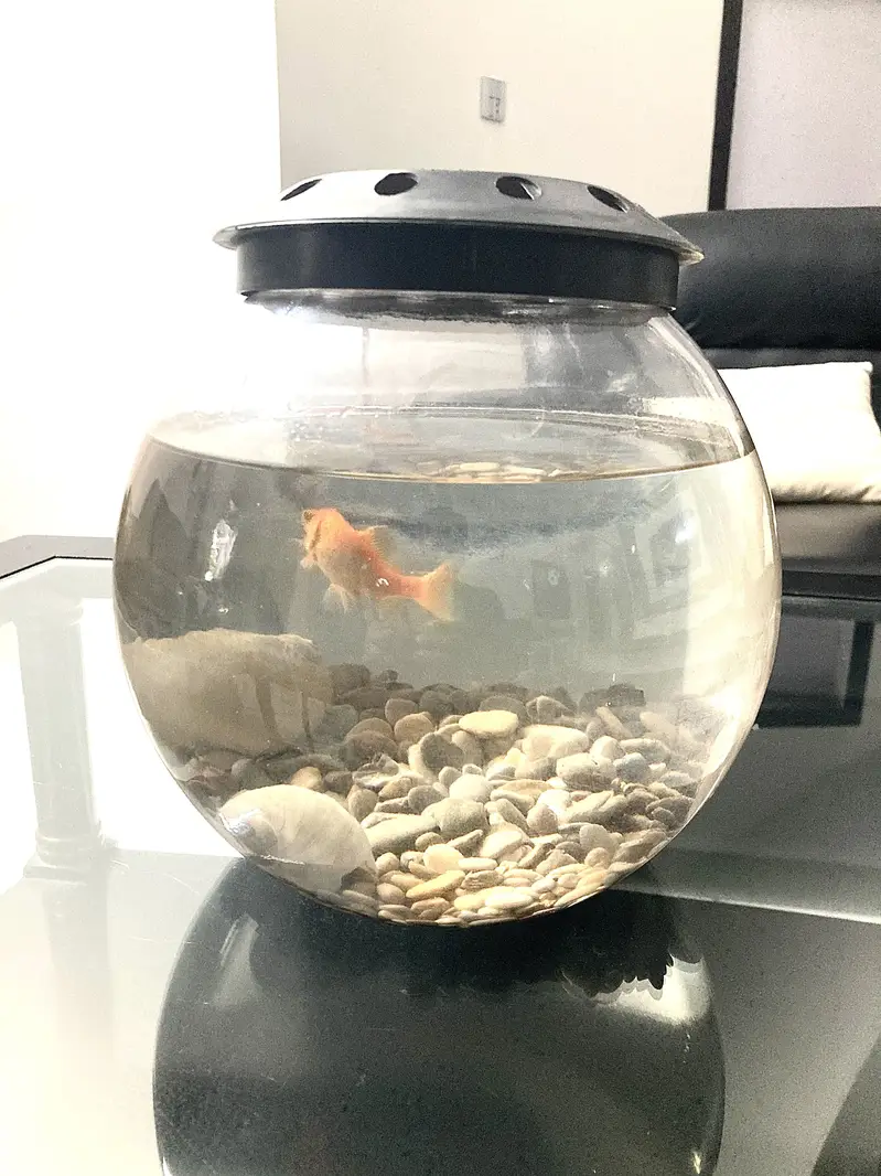 Aquarium and fish — photo 3