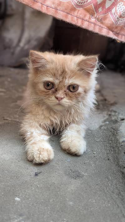 Kittens for sale