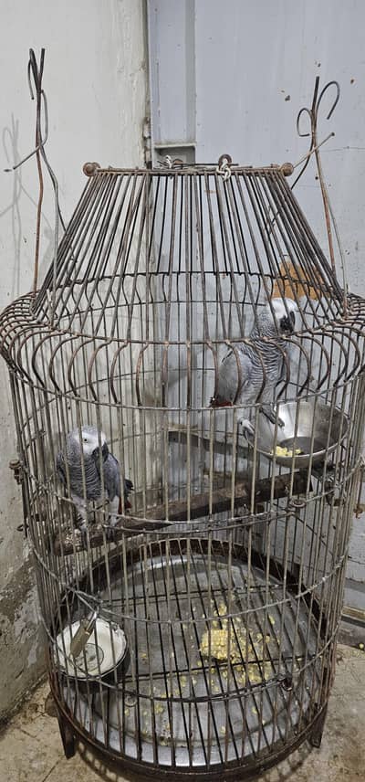 African Grey contact on whatsapp 03122671214