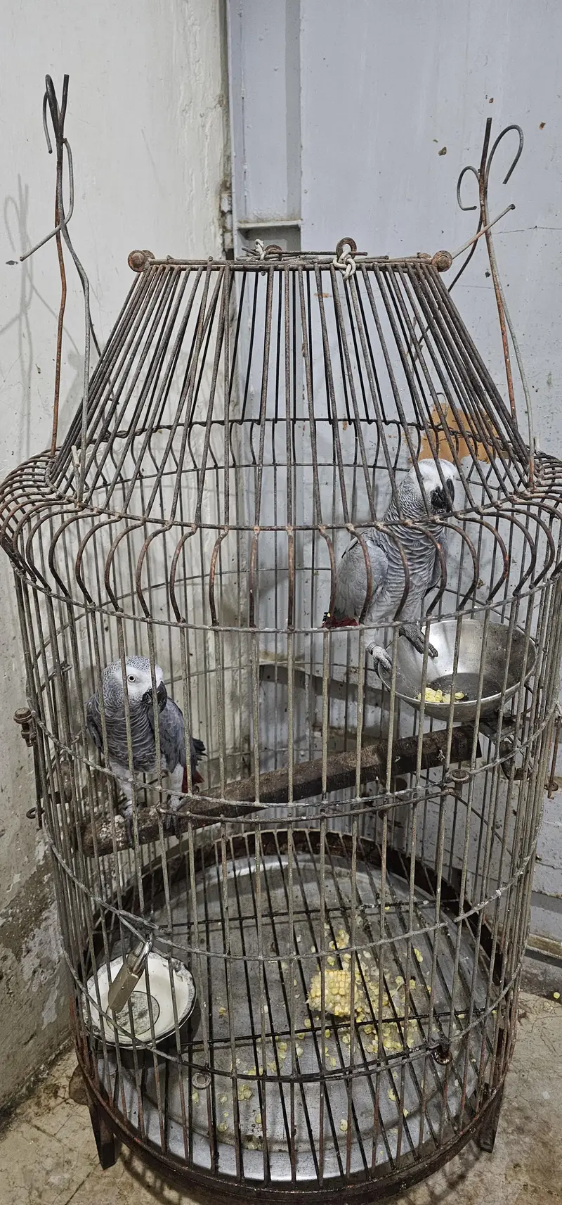African Grey contact on whatsapp 03122671214
