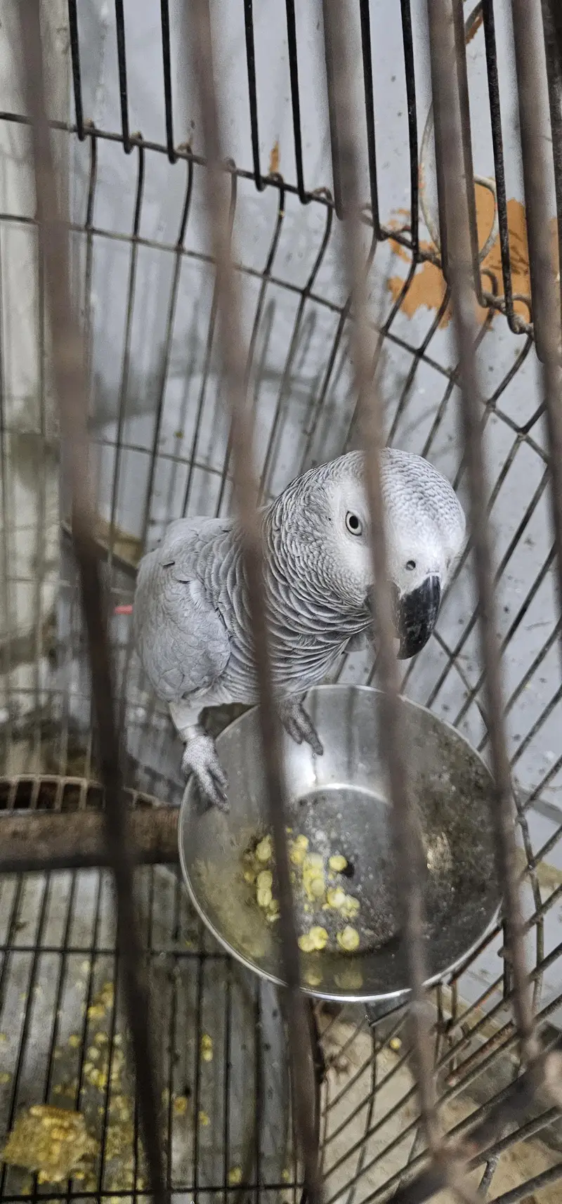 African Grey contact on whatsapp 03122671214 — photo 2