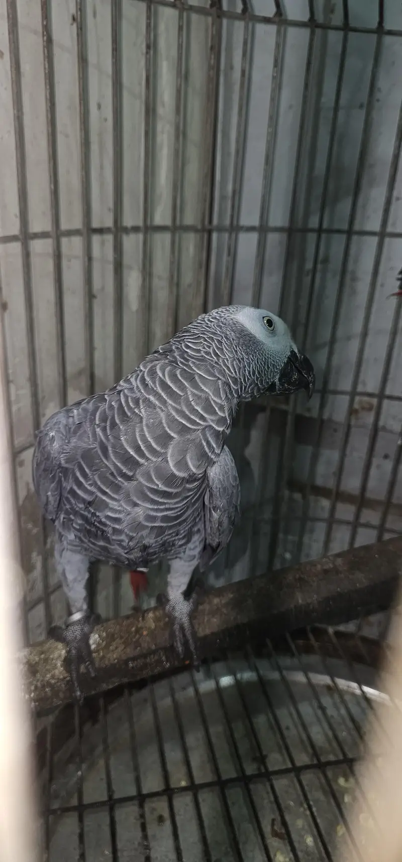 African Grey contact on whatsapp 03122671214 — photo 3