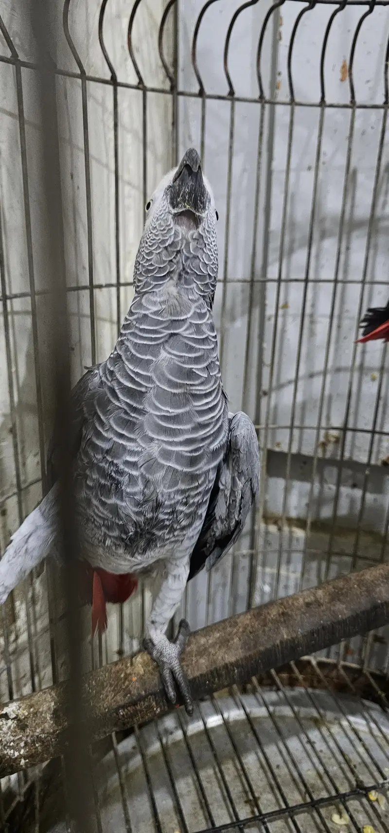 African Grey contact on whatsapp 03122671214 — photo 4
