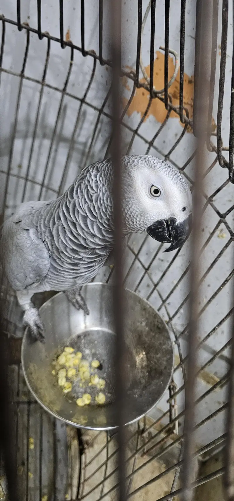 African Grey contact on whatsapp 03122671214 — photo 5