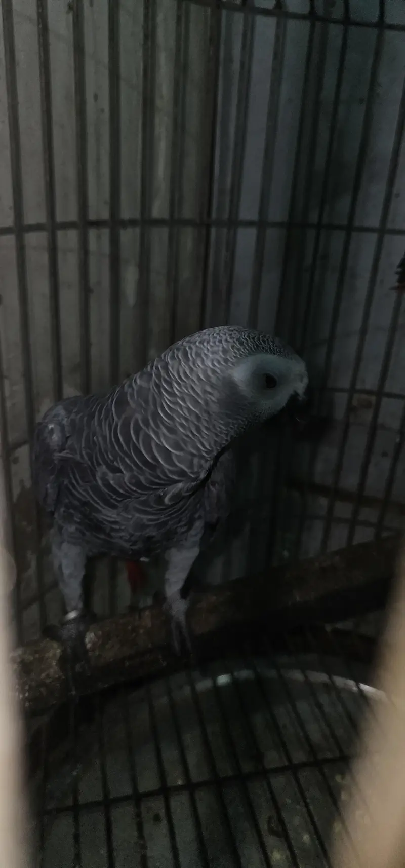 African Grey contact on whatsapp 03122671214 — photo 6
