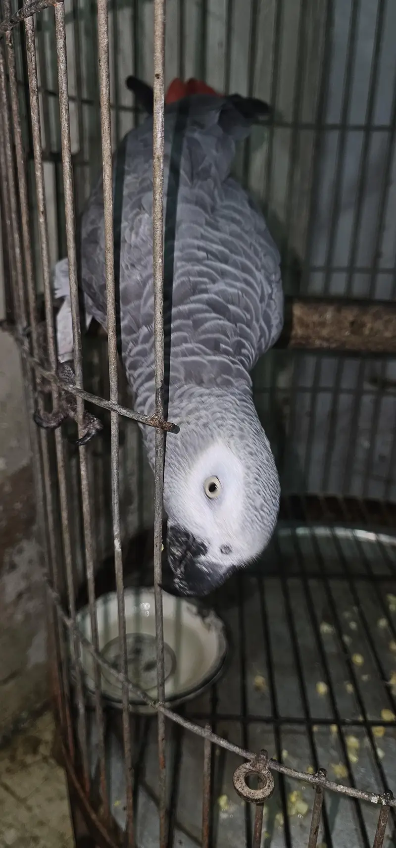 African Grey contact on whatsapp 03122671214 — photo 7