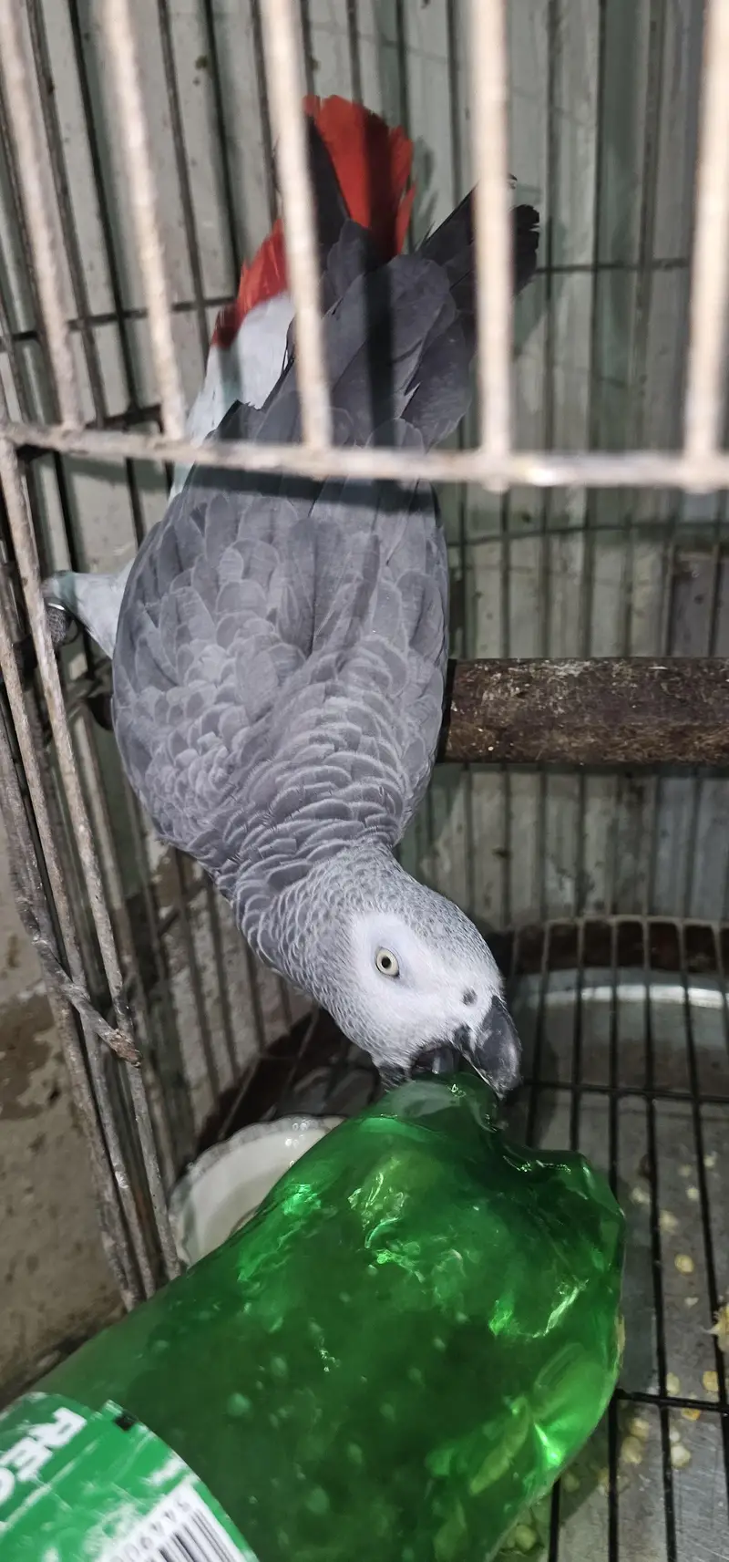 African Grey contact on whatsapp 03122671214 — photo 8