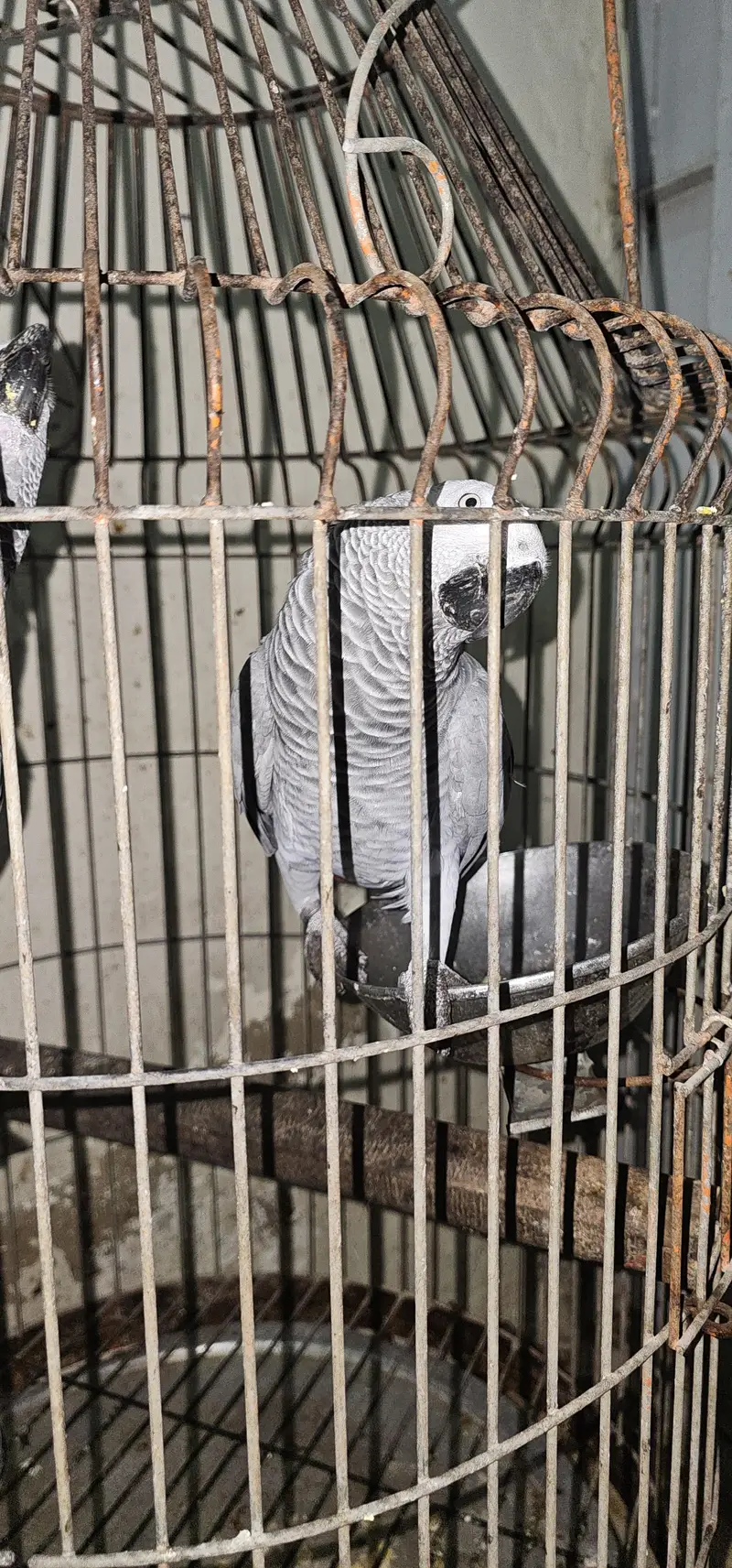 African Grey contact on whatsapp 03122671214 — photo 9