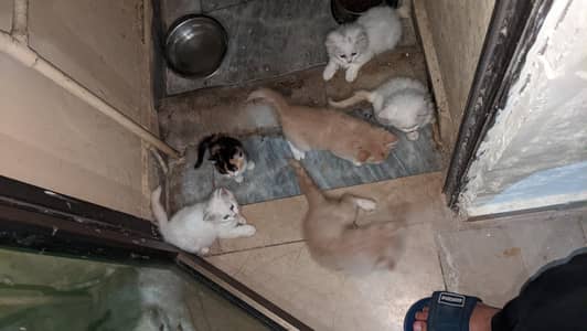 Persian Kittens for sale