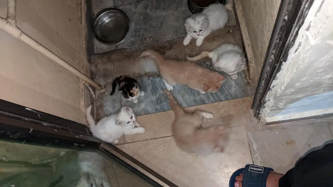 Persian Kittens for sale