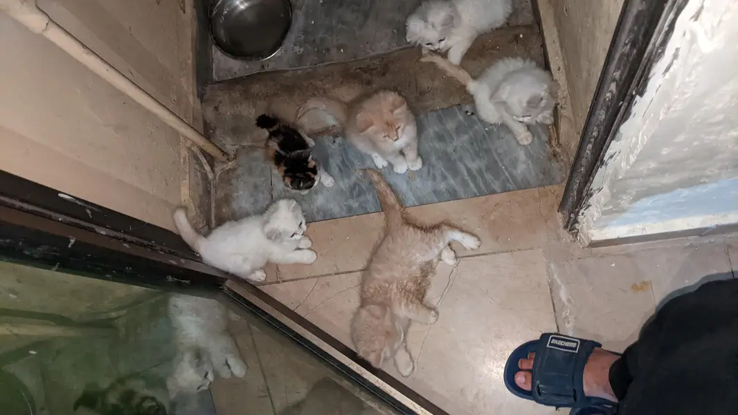 Persian Kittens for sale — photo 2