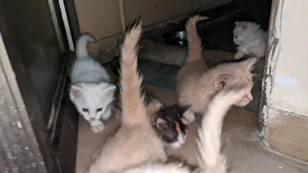 Persian Kittens for sale — photo 3