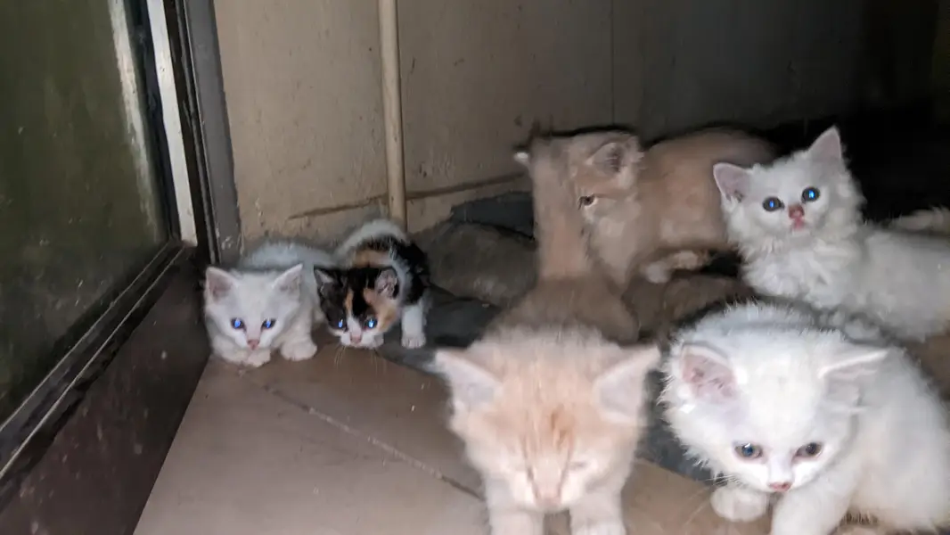 Persian Kittens for sale — photo 4