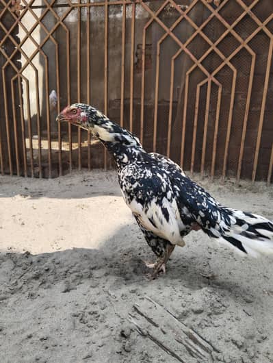 aseel female cross