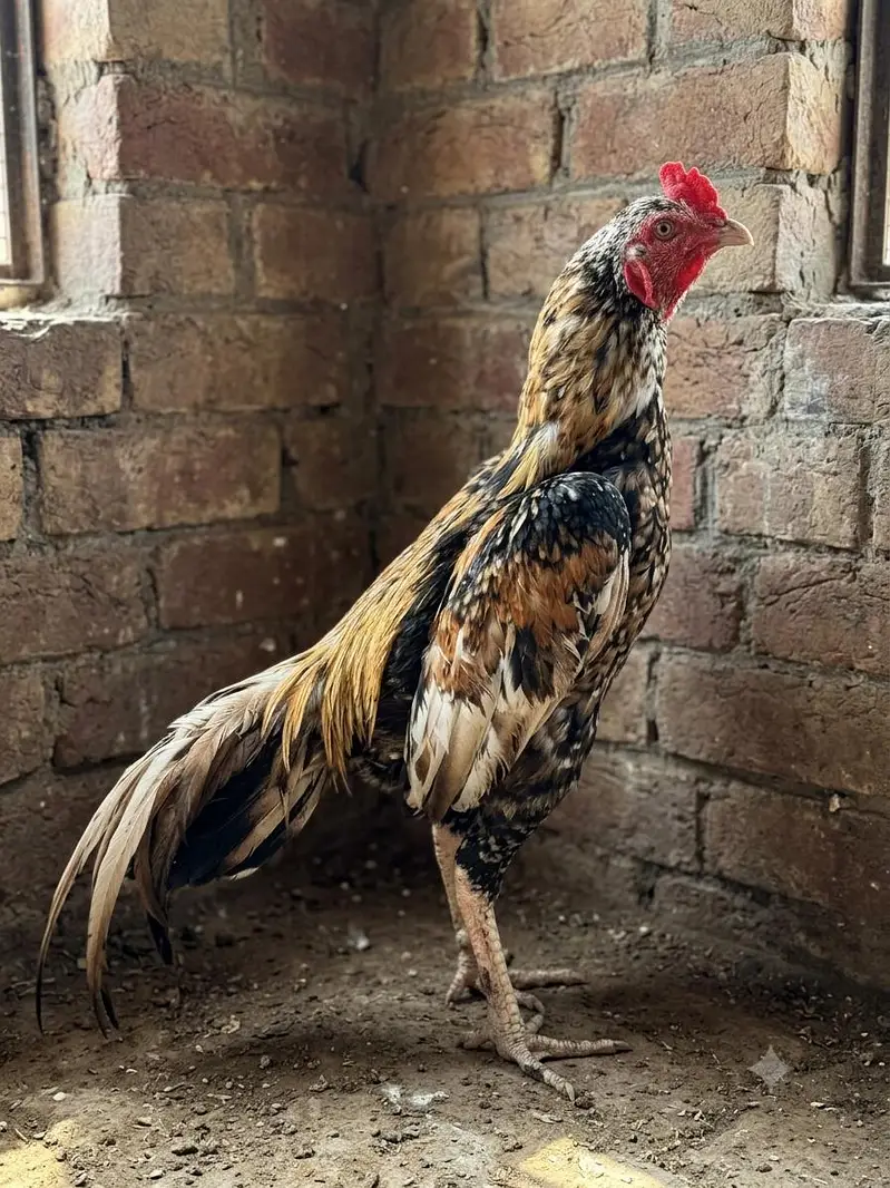 Aseel Murga + Healthy Aseel Murgi with 2 Chicks | Strong Bloodline — photo 2
