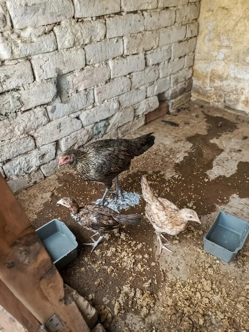Aseel Murga + Healthy Aseel Murgi with 2 Chicks | Strong Bloodline — photo 3