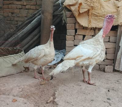 Turkey birds for sale in pair