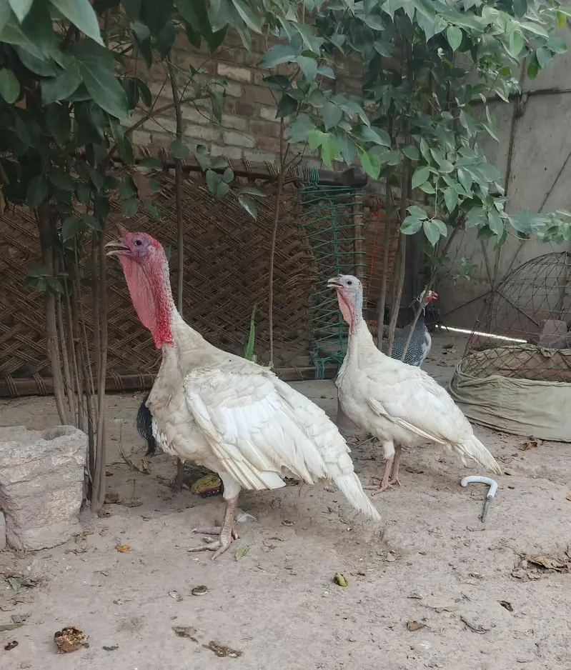 Turkey birds for sale in pair — photo 2