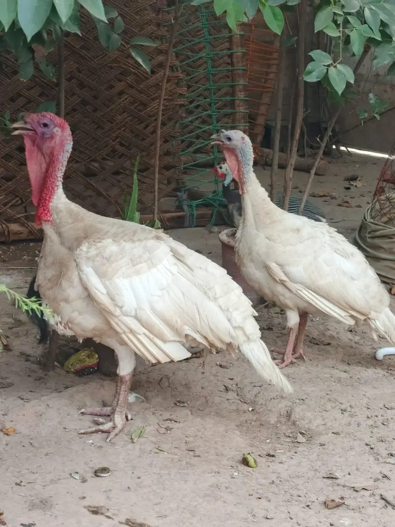 Turkey birds for sale in pair — photo 3