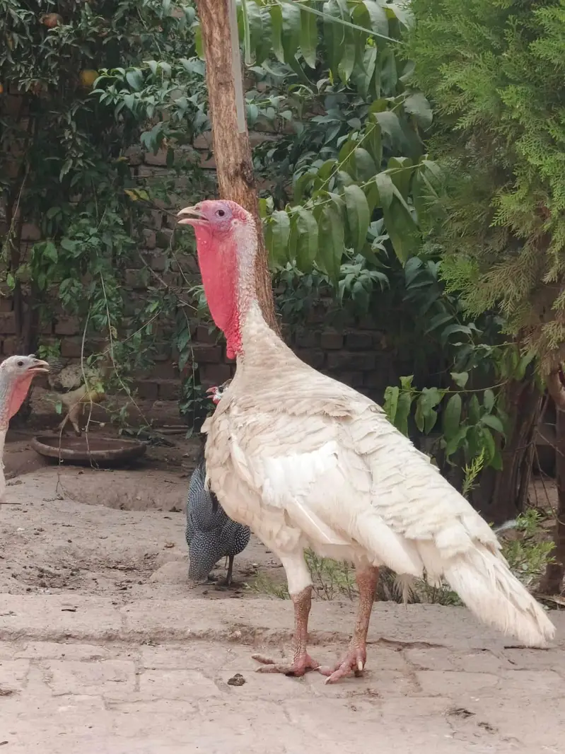 Turkey birds for sale in pair — photo 4