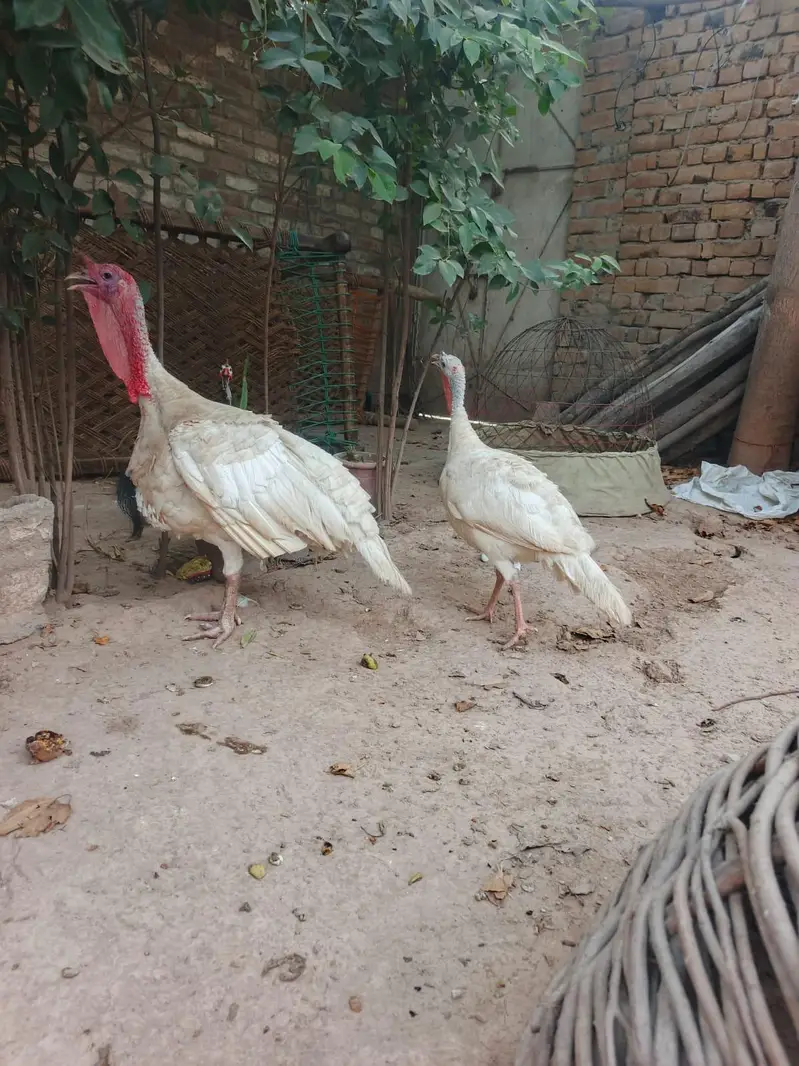 Turkey birds for sale in pair — photo 5