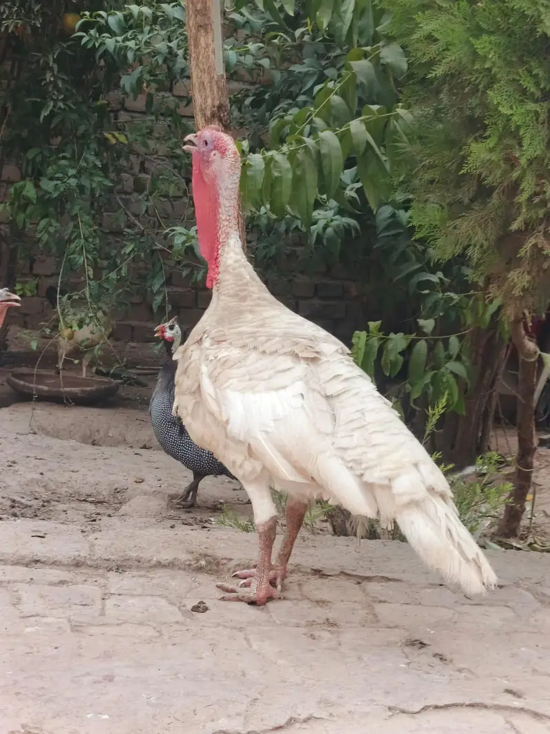 Turkey birds for sale in pair — photo 6