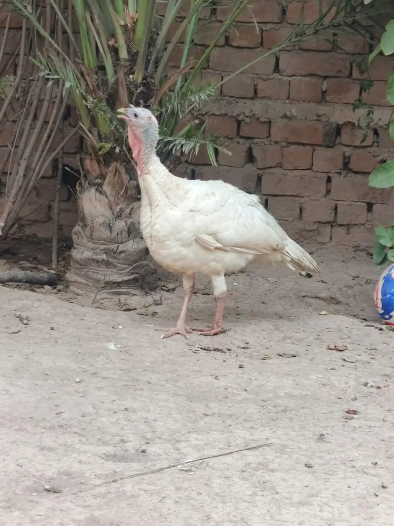 Turkey birds for sale in pair — photo 7