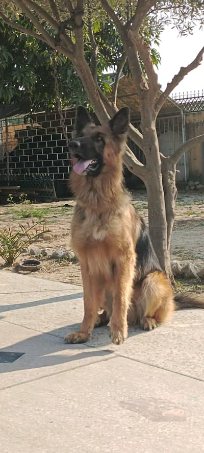 German shephered male for sale