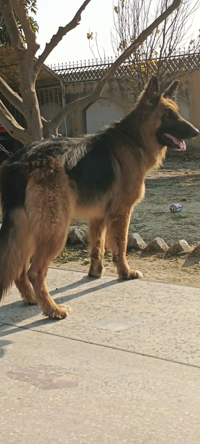 German shephered male for sale — photo 2