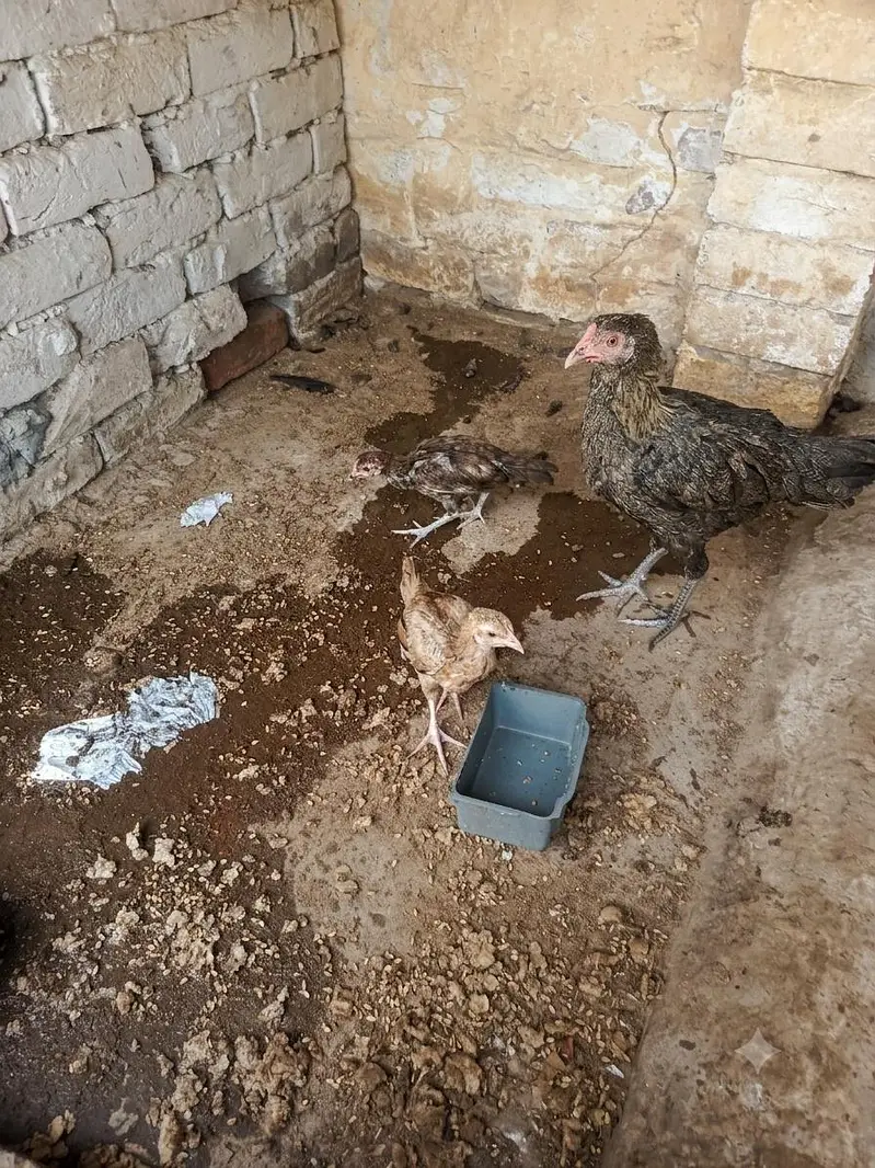 Aseel Murga + Healthy Aseel Murgi with 2 Chicks | Strong Bloodline — photo 4