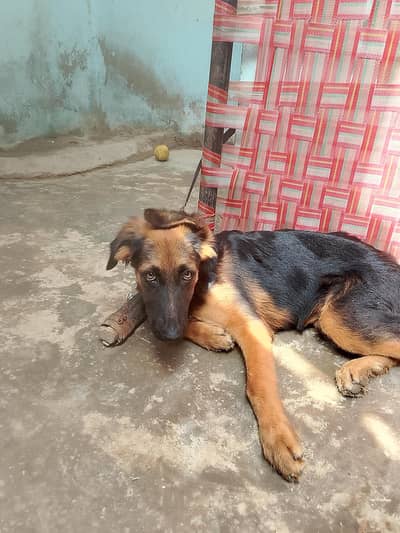 dogs sale