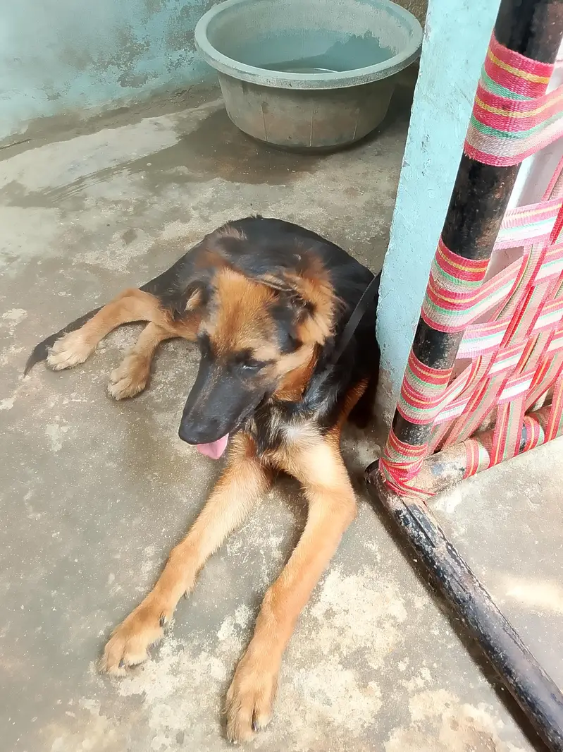 dogs sale — photo 2