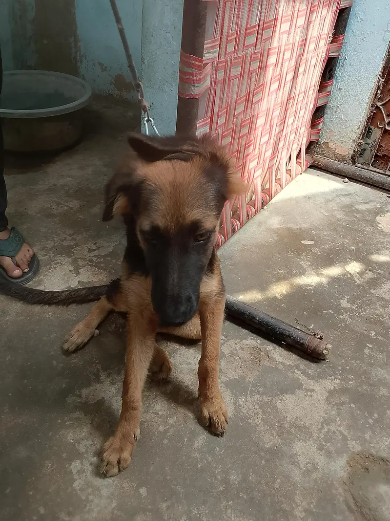 dogs sale — photo 3